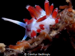 Calmella cavolini by Cumhur Gedikoglu 